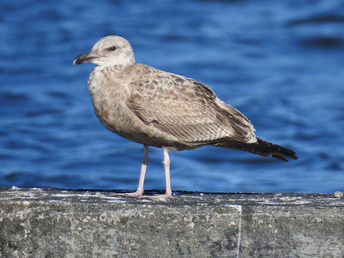 Goéland argenté - ML522855751