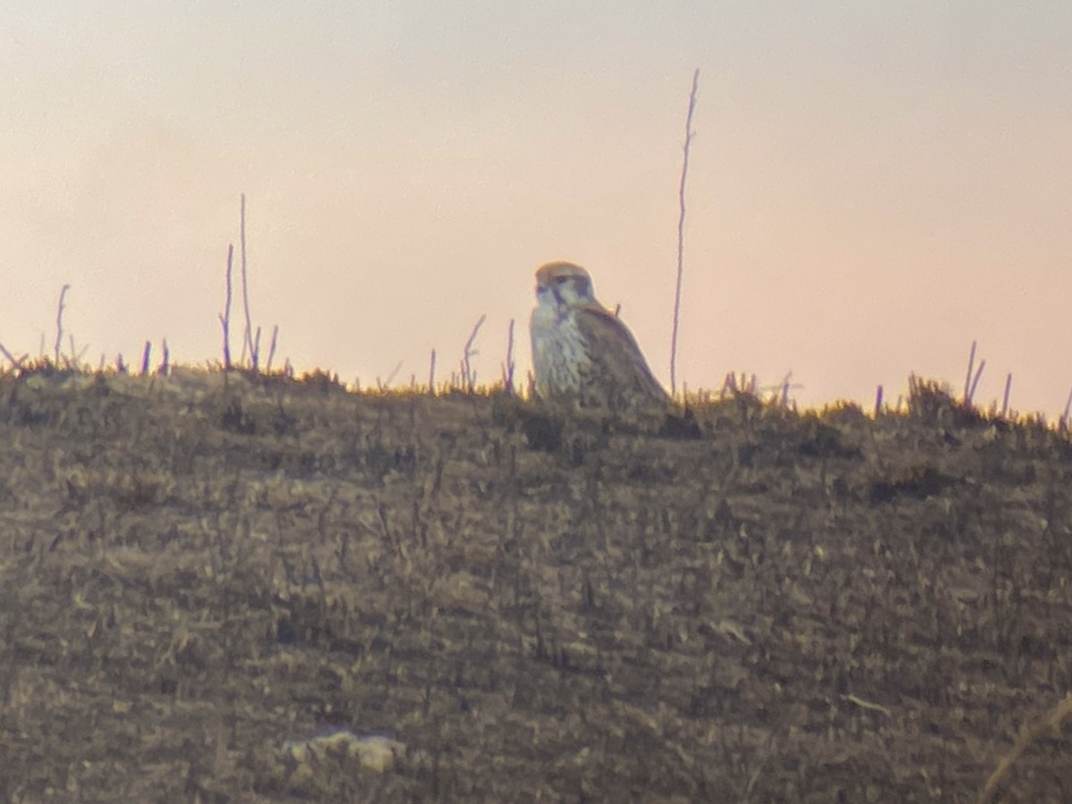 Prairie Falcon - ML522855841