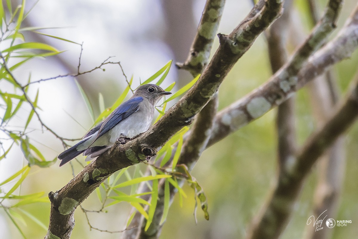 Blue-and-white Flycatcher - Vinz Pascua