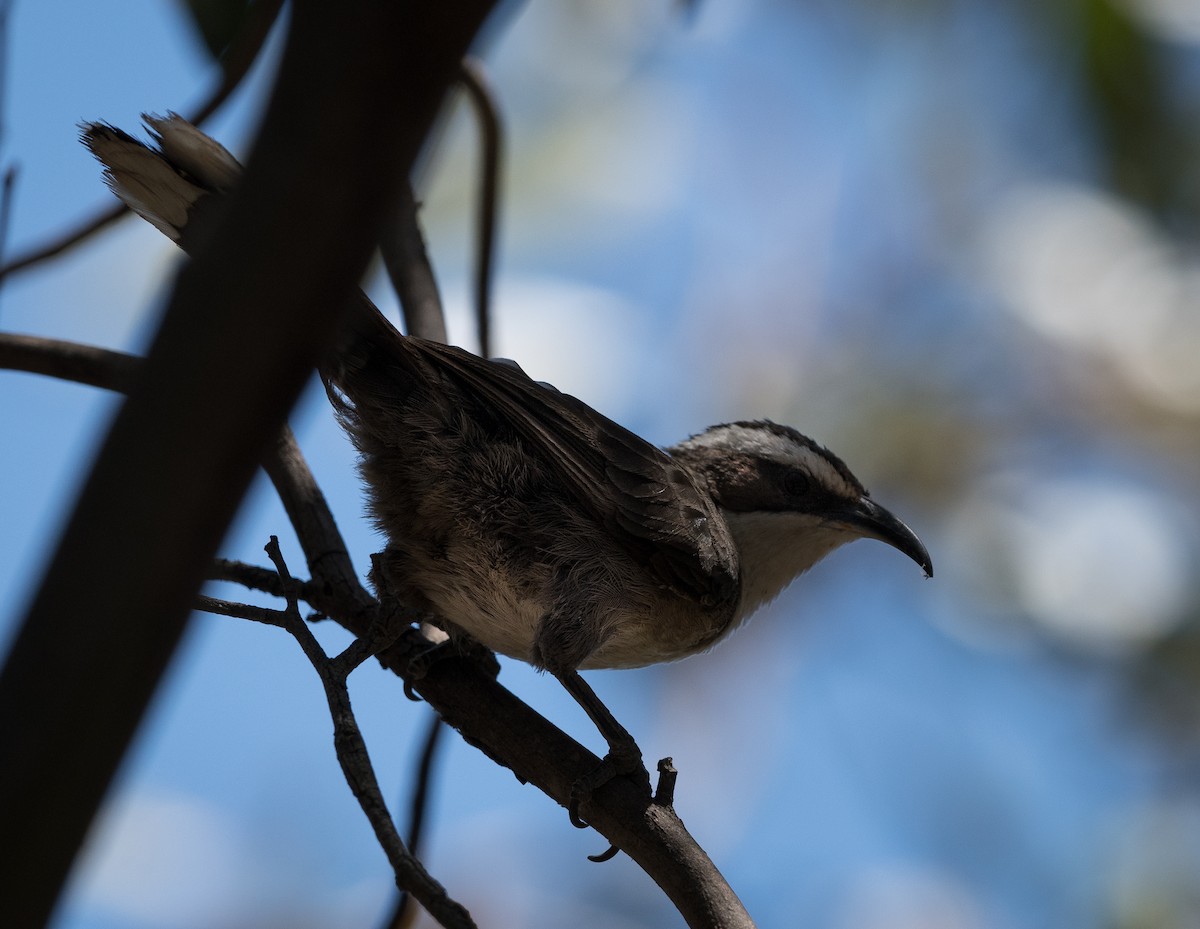 White-browed Babbler - Greg & Jeanette Licence