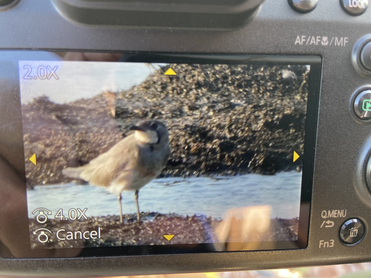 Oriental Pratincole - ML522858991