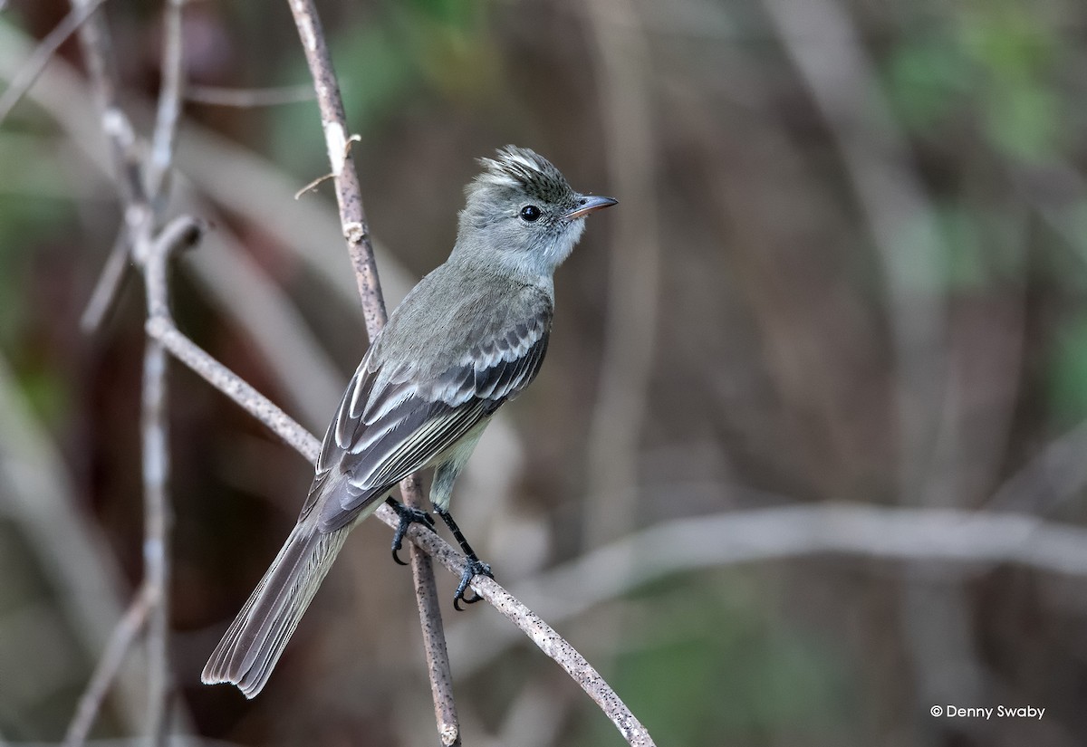 Caribbean Elaenia - ML52285961