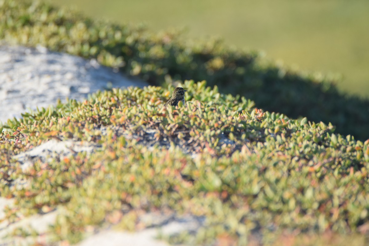 Savannah Sparrow (Belding's) - ML522861781