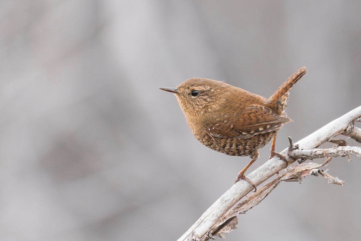 Pacific Wren - Mike Andersen