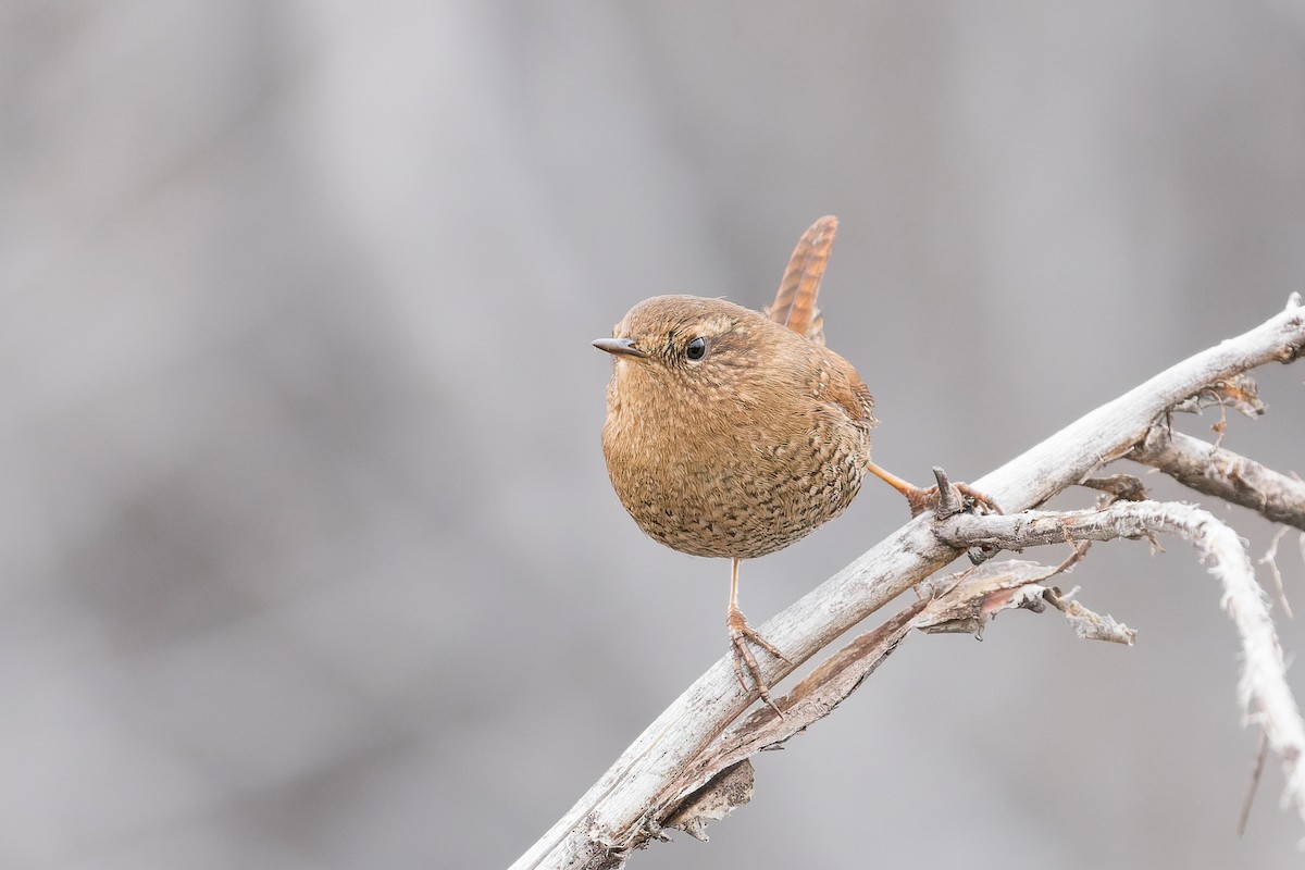 Pacific Wren - Mike Andersen