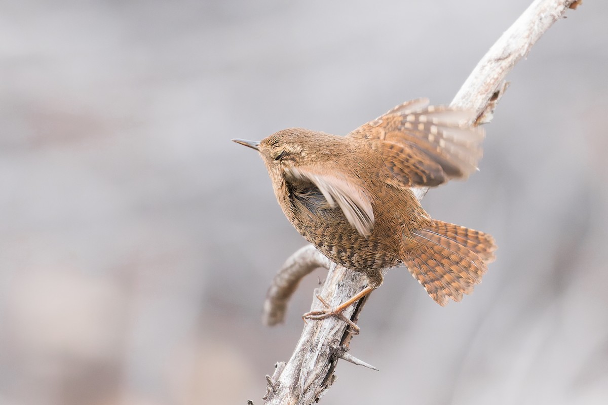 Pacific Wren - Mike Andersen