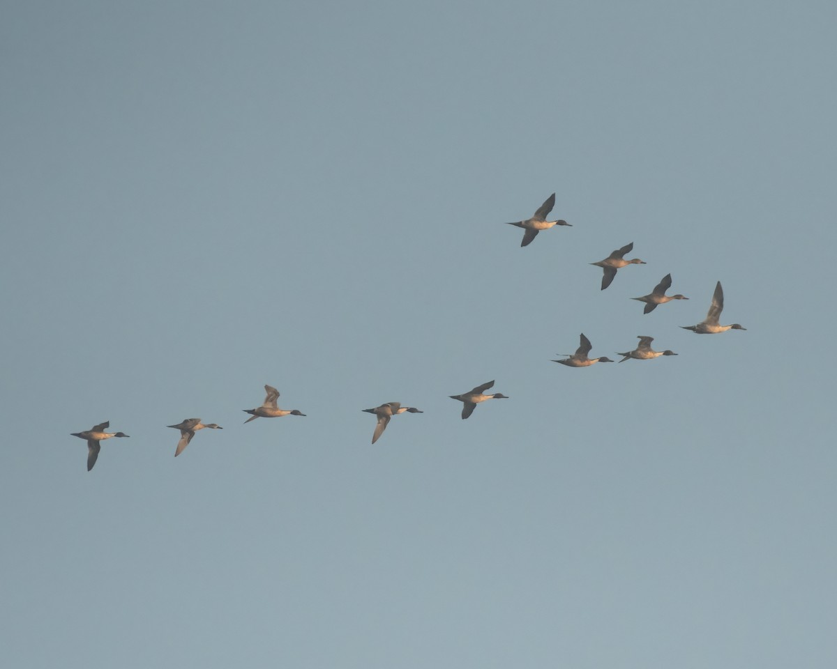 Northern Pintail - ML522863131