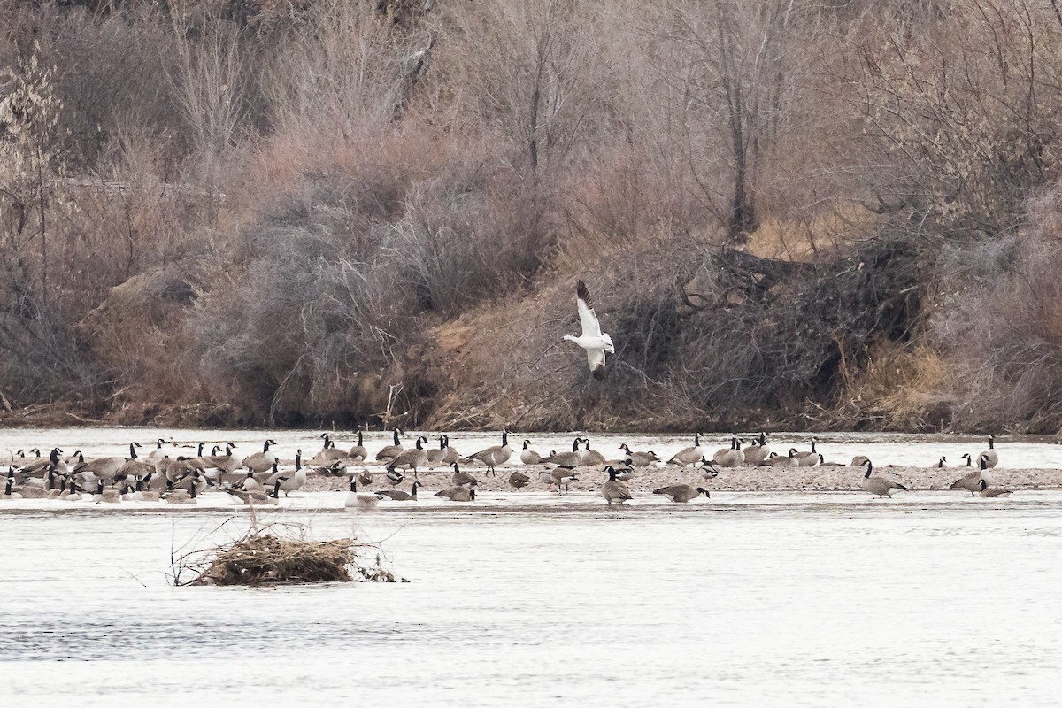 Snow Goose - Mike Andersen