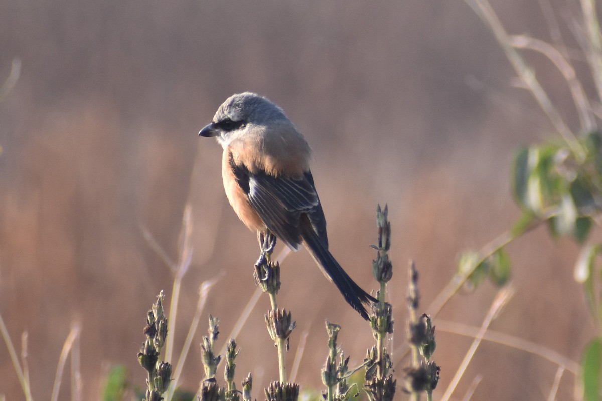 Long-tailed Shrike - ML522866031
