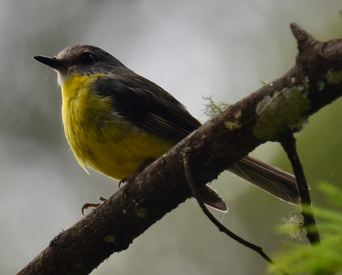 Eastern Yellow Robin - ML522867241