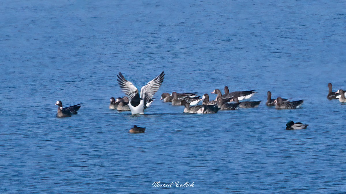 Barnacle Goose - ML522867601