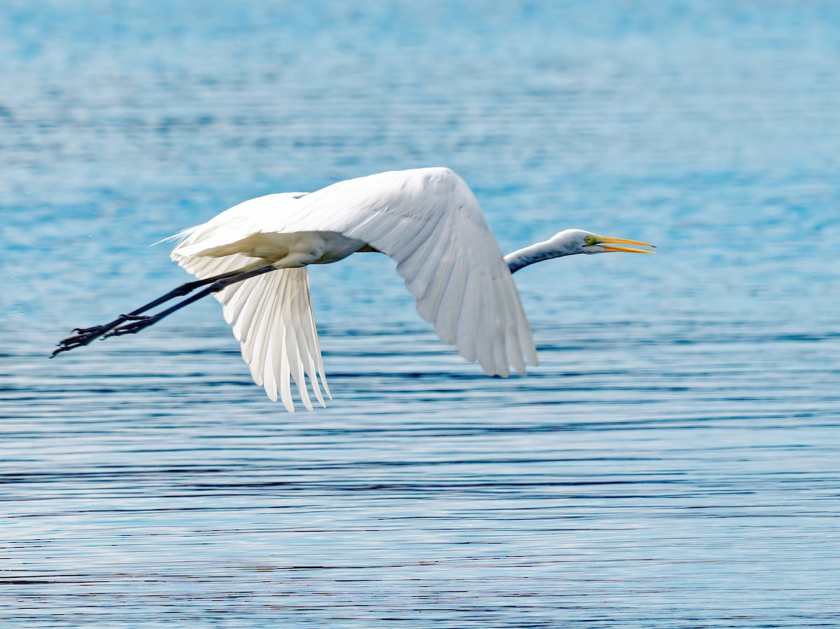 Great Egret - ML522867691