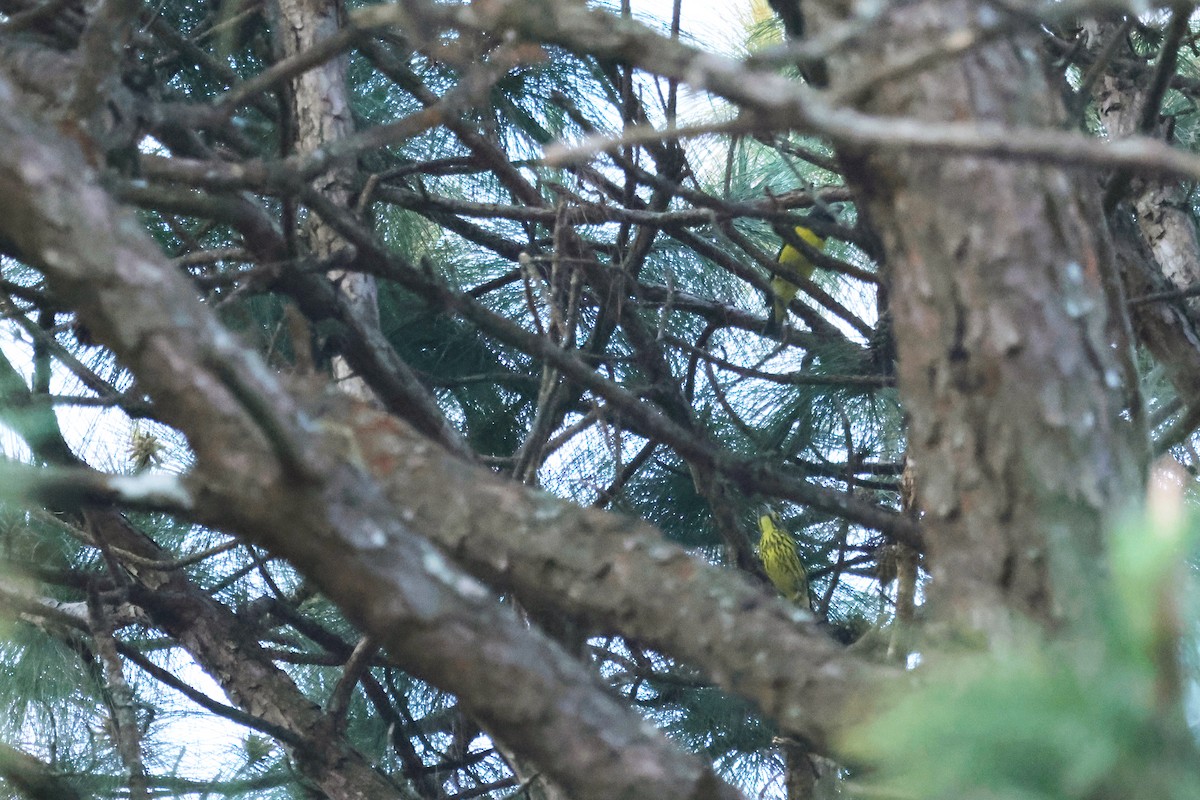 Spot-winged Grosbeak - ML522869041