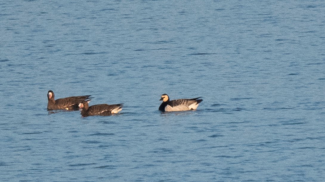 Barnacle Goose - ML522869891