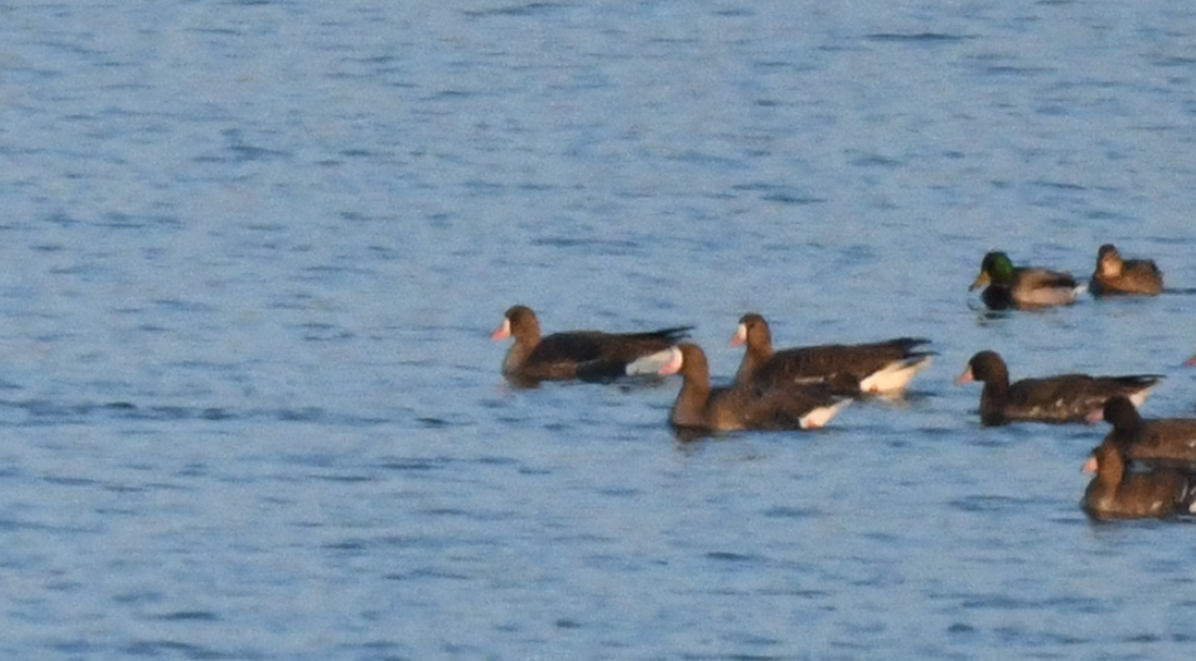 Greater White-fronted Goose - ML522870141