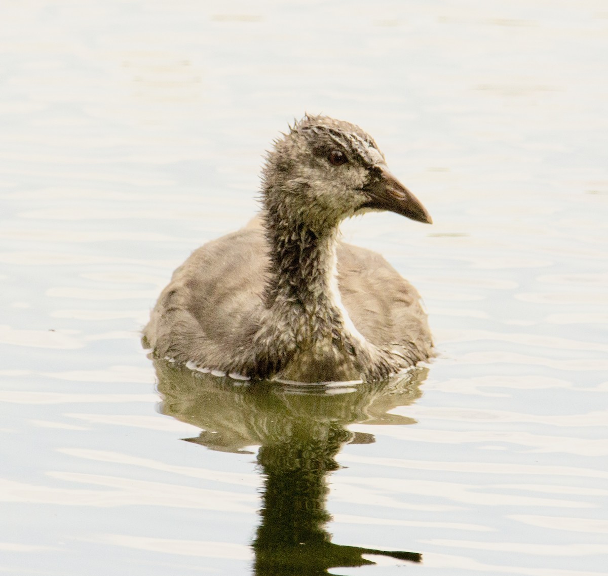 Eurasian Coot - Mary Lopez