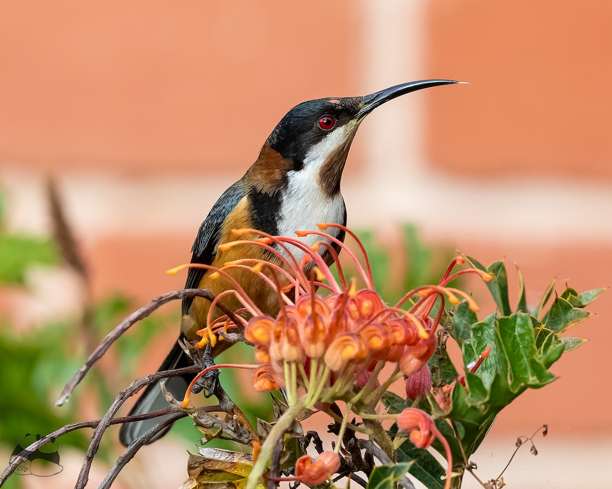 Eastern Spinebill - Kev Bates