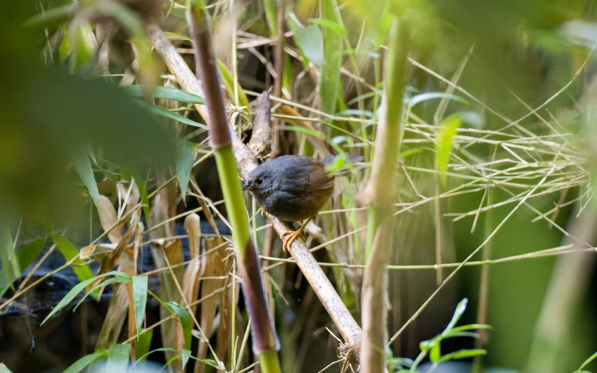 Ochre-flanked Tapaculo - ML522871211