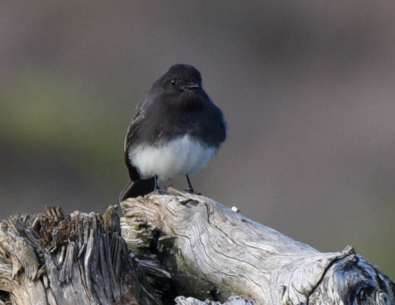 Black Phoebe - ML522871361