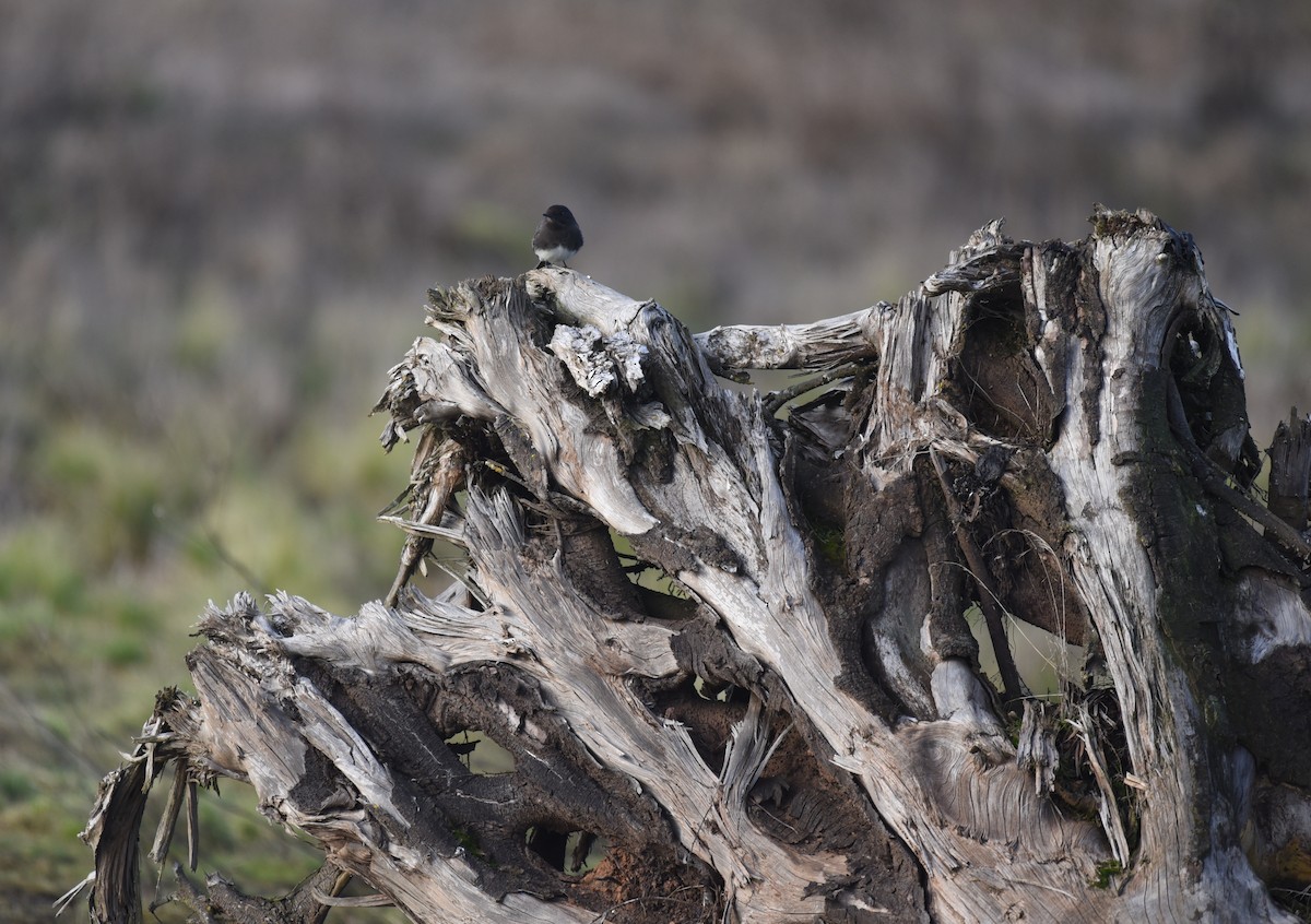 Black Phoebe - ML522871401