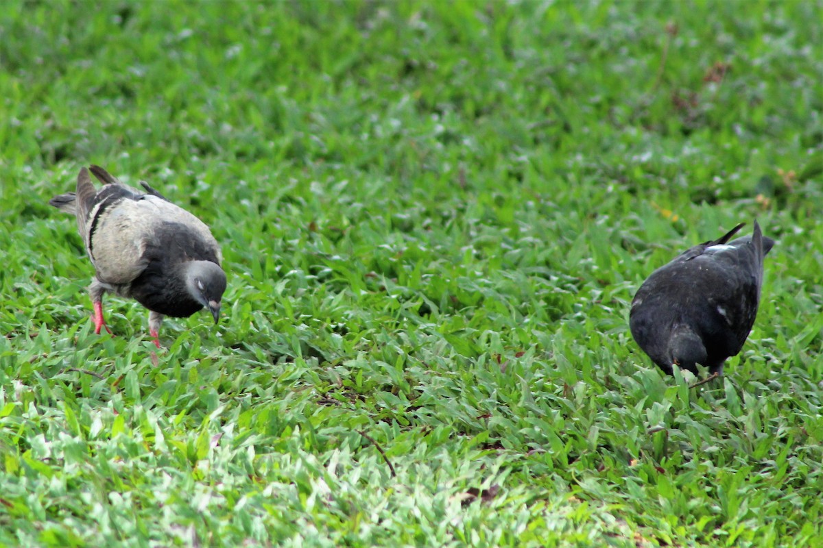 Rock Pigeon (Feral Pigeon) - ML522871511