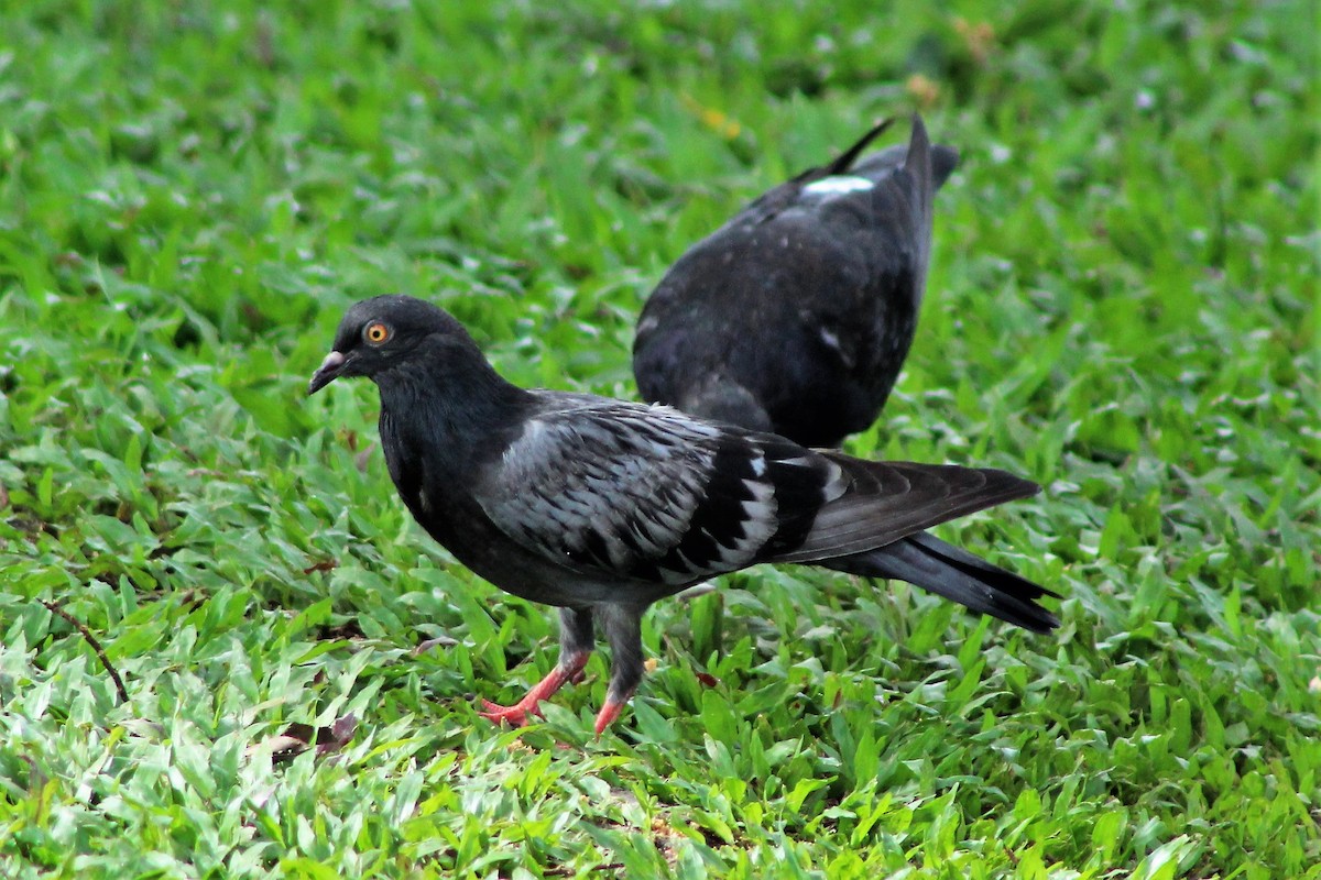 Rock Pigeon (Feral Pigeon) - ML522871551