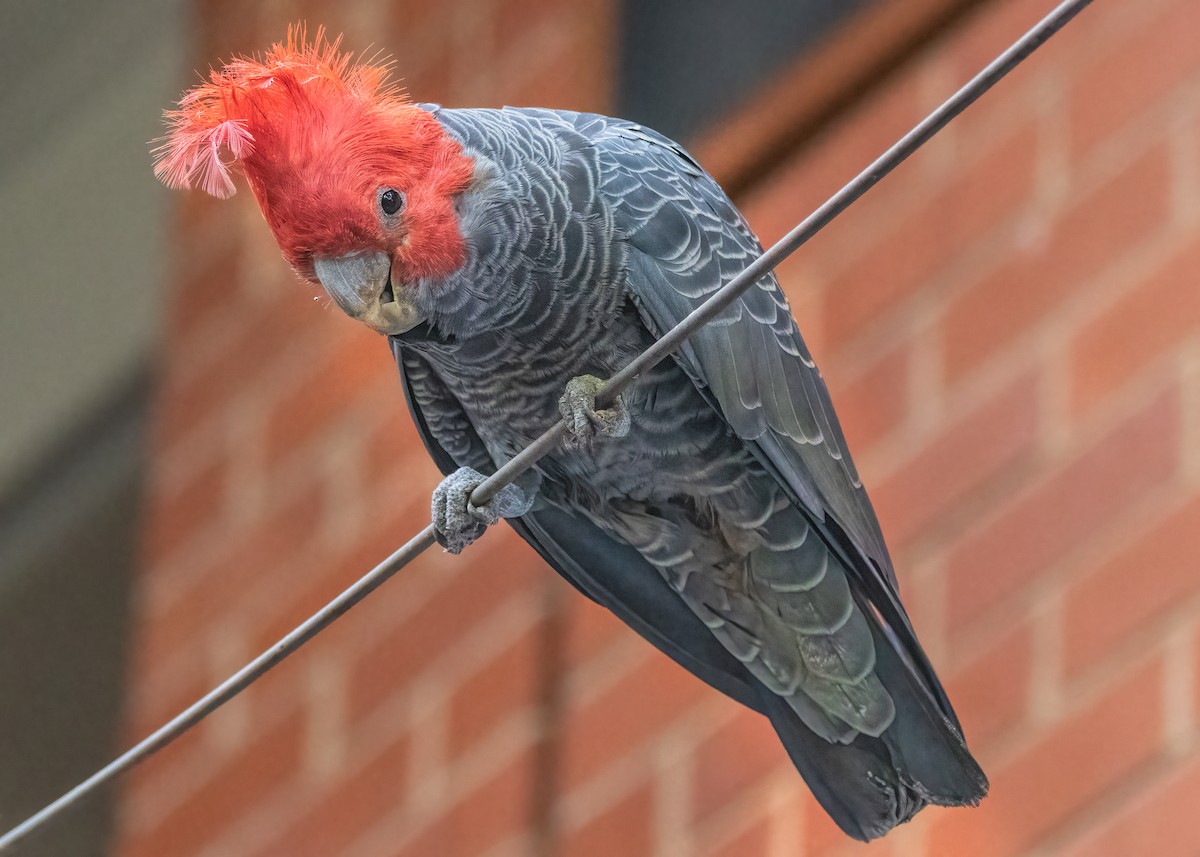 Gang-gang Cockatoo - ML522871671