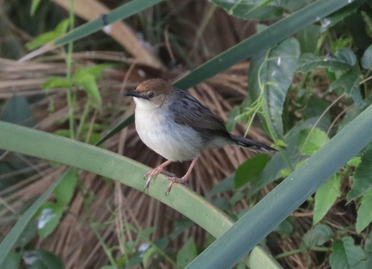 Carruthers's Cisticola - ML522872921