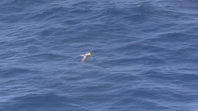 Masatierra Petrel - ML522873761