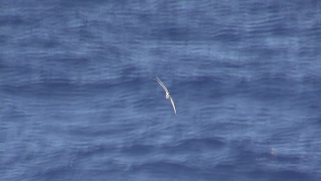 Petrel de las Juan Fernández - ML522873881