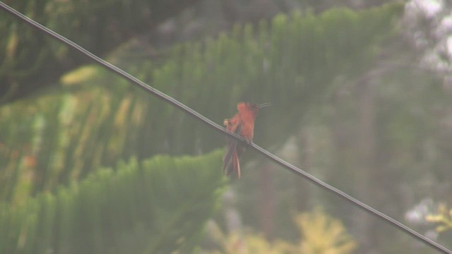 Colibrí de Juan Fernández - ML522874161