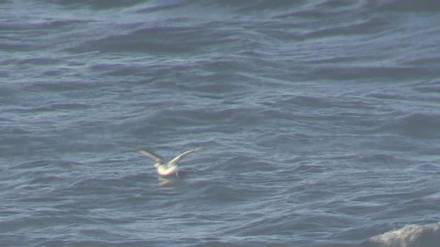 Stejneger's Petrel - ML522874391