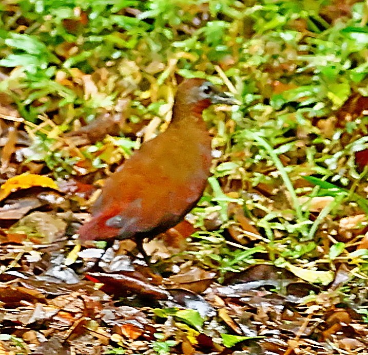 Madagascar Forest Rail - ML522875261