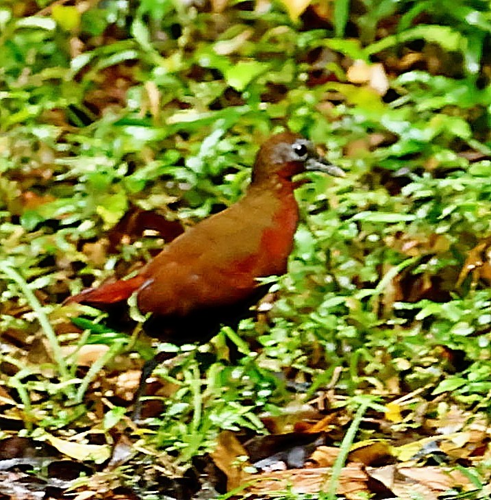 Madagascar Forest Rail - ML522875271