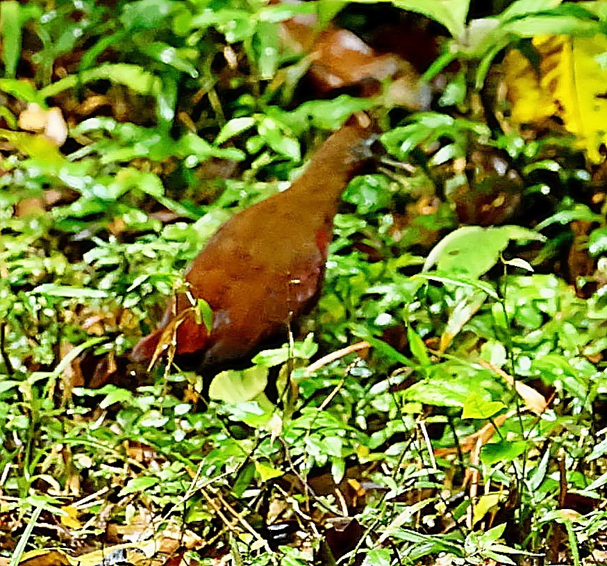 Madagascar Forest Rail - ML522875281