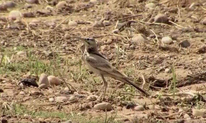 Greater Hoopoe-Lark (Mainland) - ML522875951