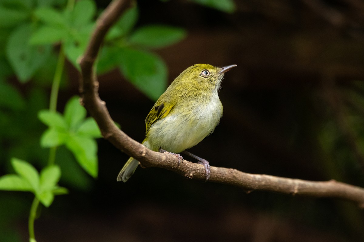 Hangnest Tody-Tyrant - ML522877011