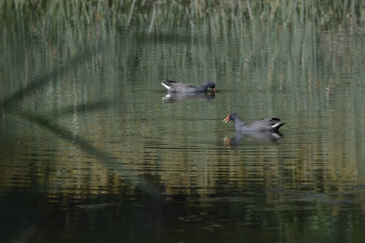 Dusky Moorhen - ML522877421