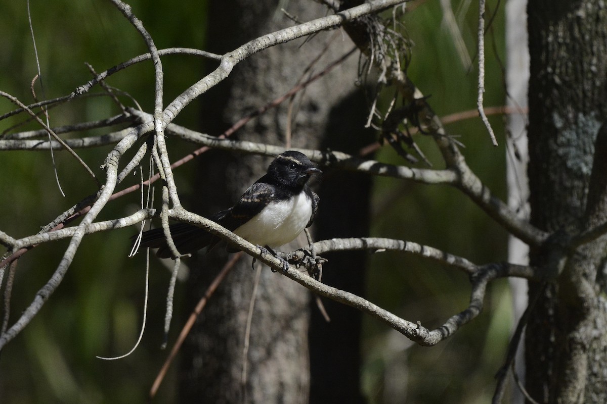 Willie-wagtail - ML522877431