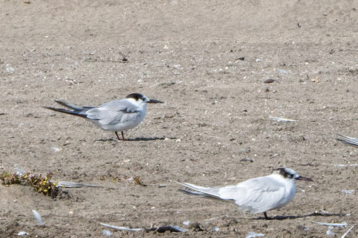 Common Tern - ML522877921