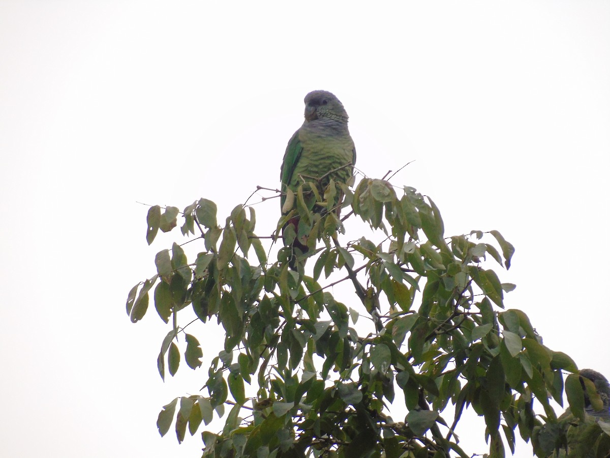 Scaly-headed Parrot - WILLIAM MACIEL