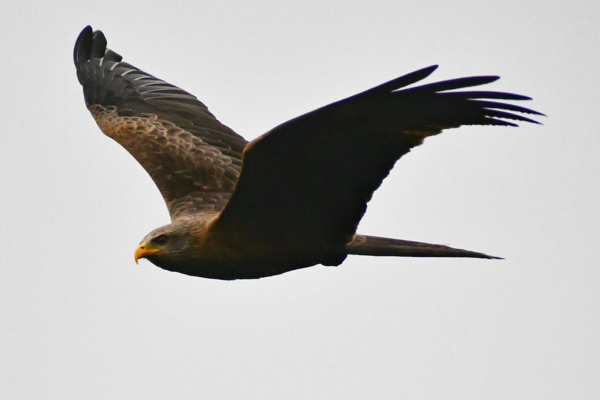 Black Kite - ML522881711