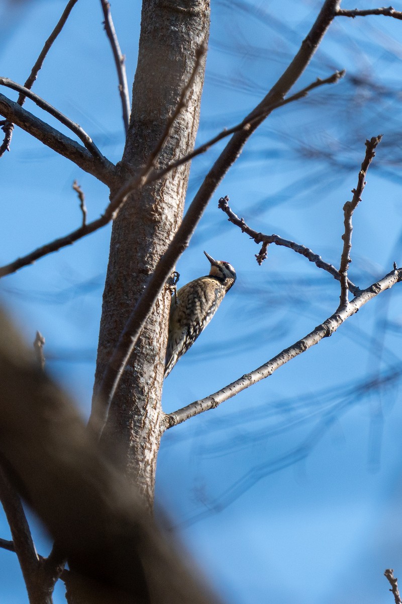 Yellow-bellied Sapsucker - ML522881921