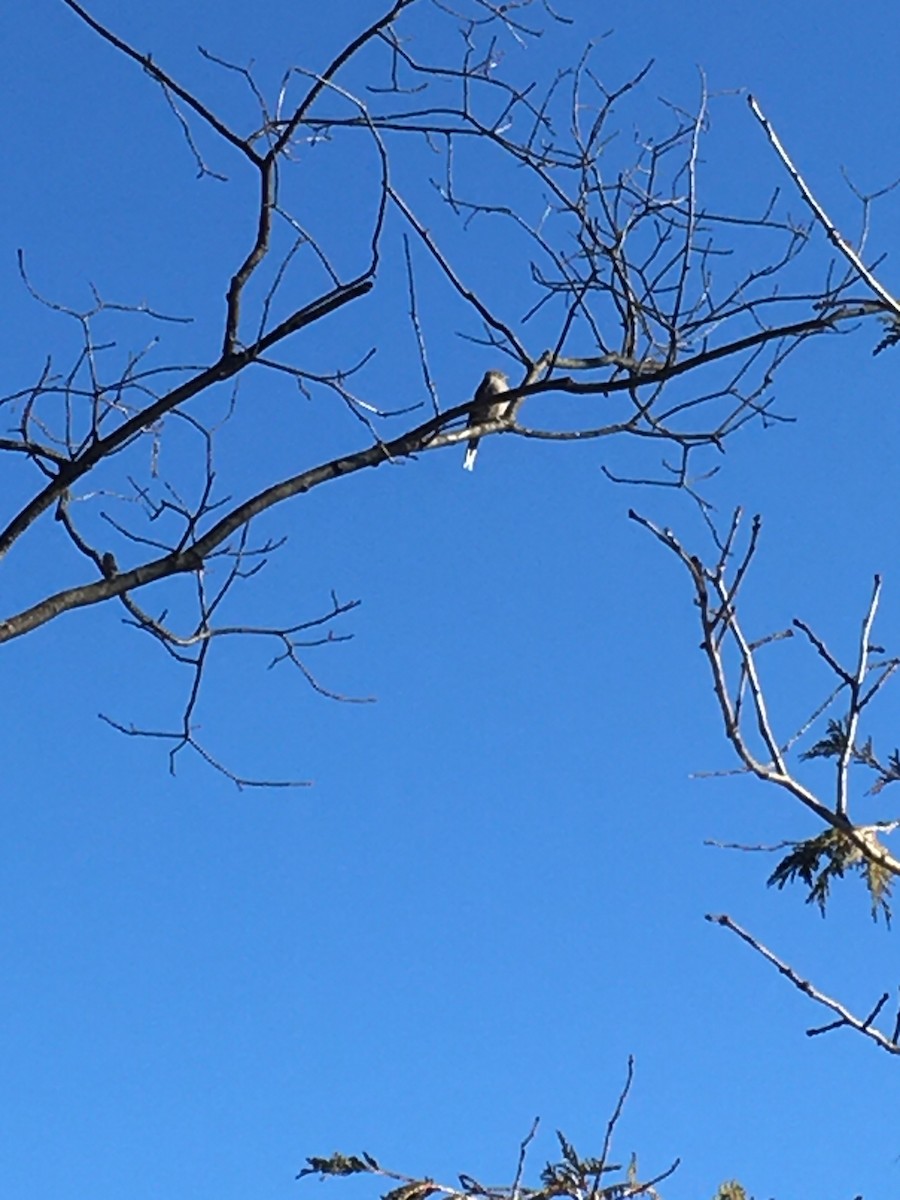 Townsend's Solitaire - ML522882621