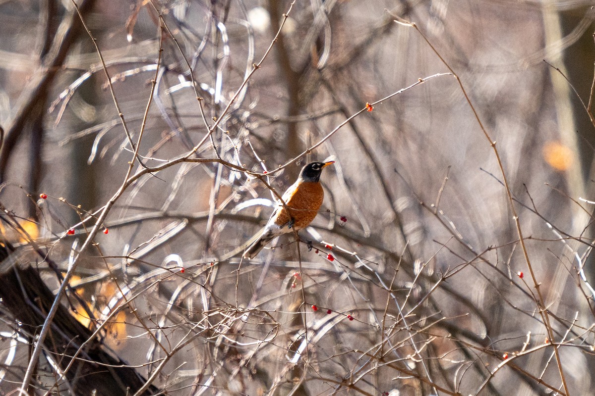 American Robin - ML522882681