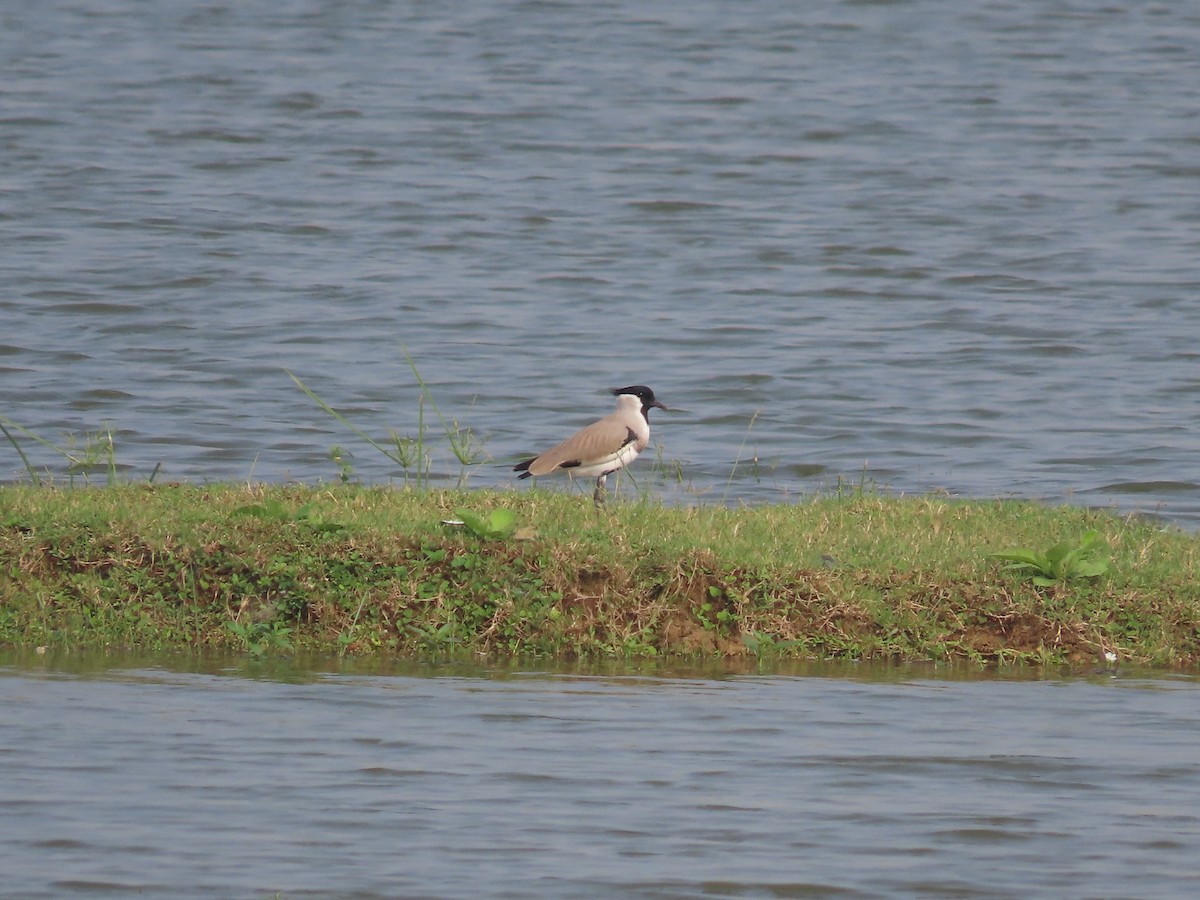 River Lapwing - ML522883561