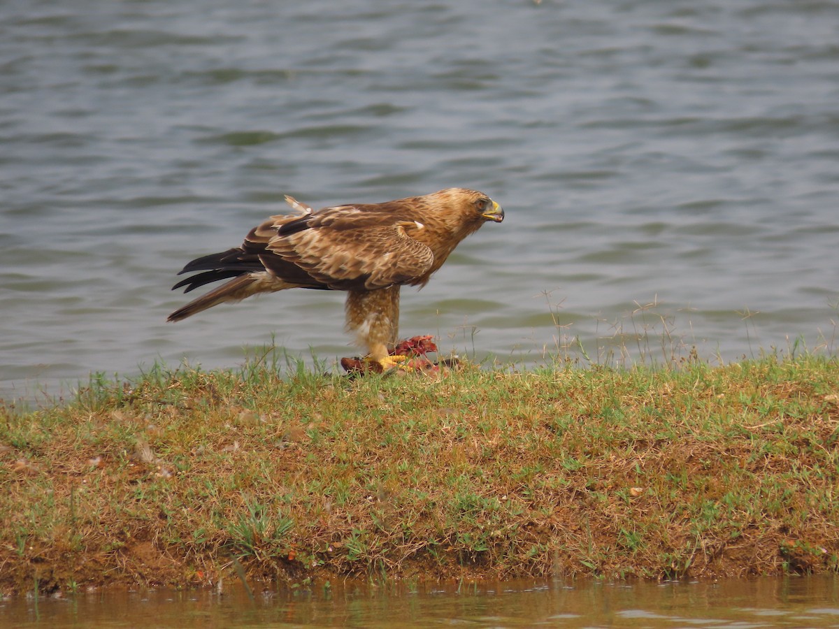 Aquila minore - ML522883621