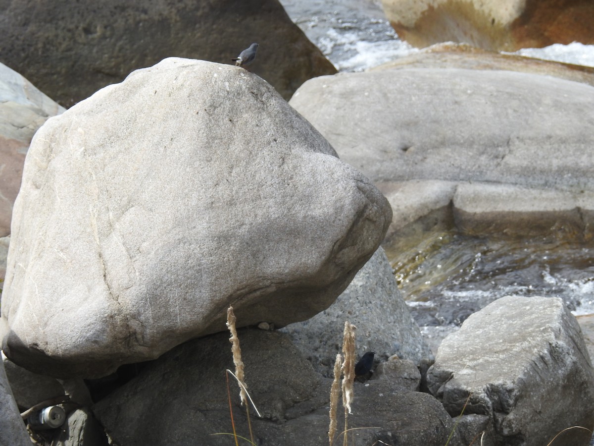 Plumbeous Redstart - ML522884981