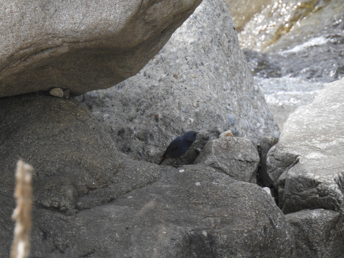 Plumbeous Redstart - ML522884991