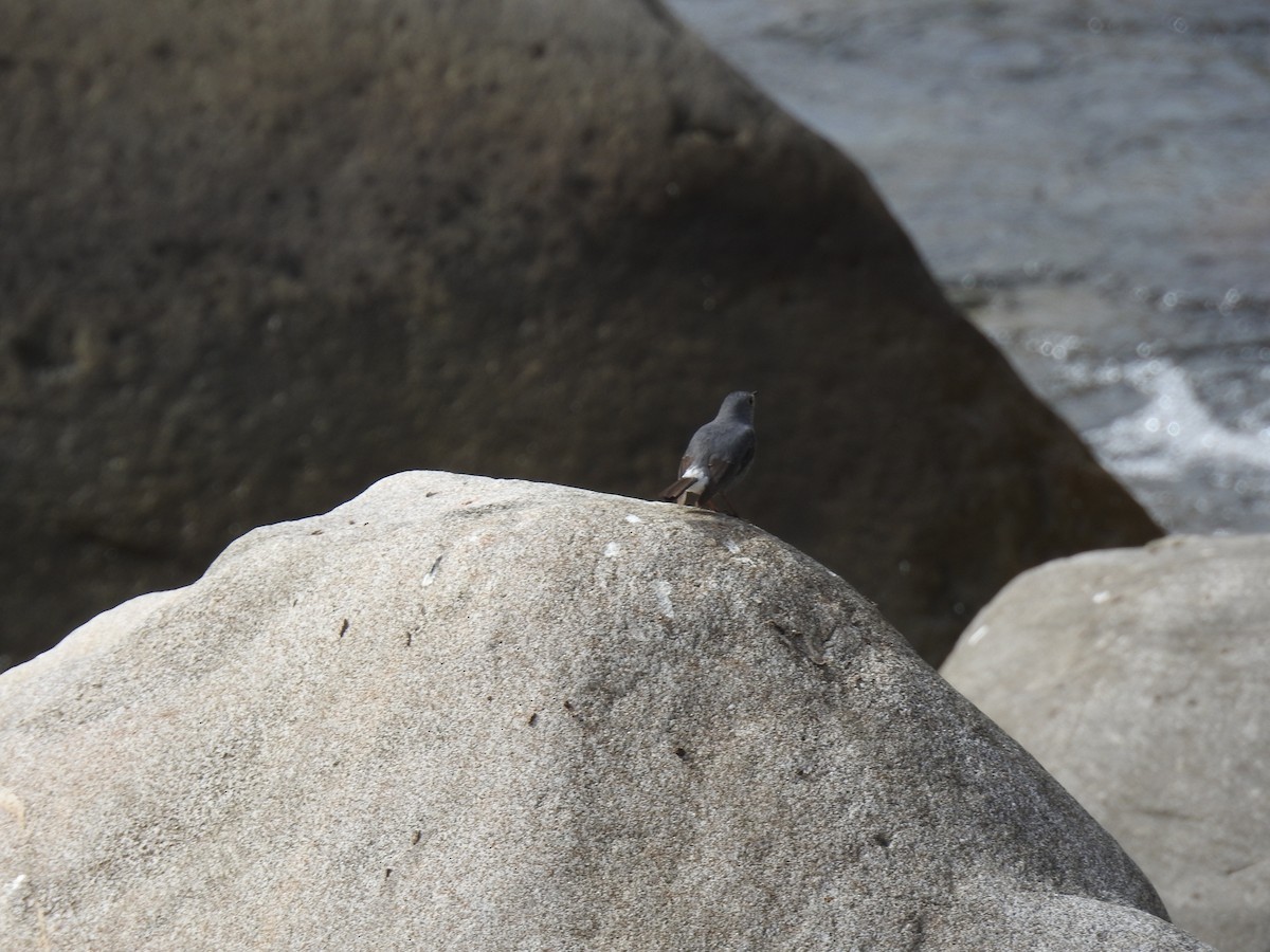 Plumbeous Redstart - ML522885061